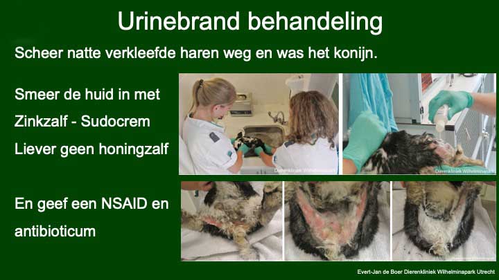 Urinebrand behandelen bij een konijn.